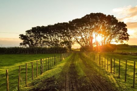 ondergaande zon achter landweg met bomen